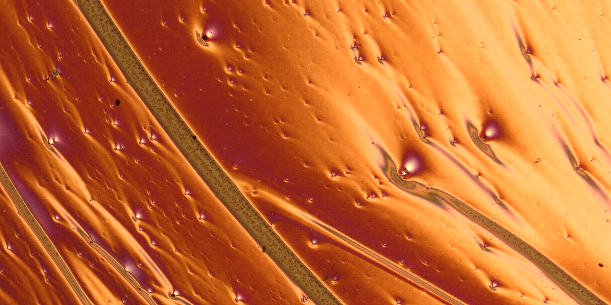 Bitossi_Dicus - Samuele Bitossi